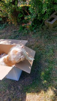 Cavalier king Charles španiel,kavalier krizenec - 3
