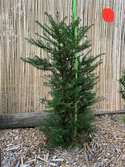 Tis červený - Taxus baccata - 3
