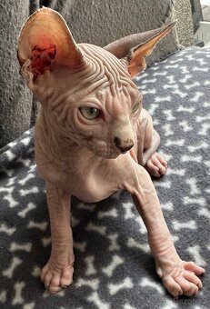 Koťata Kanadský Sphynx - 3