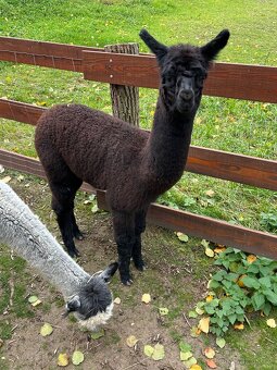 Lama Alpaka 2 samičky - 3