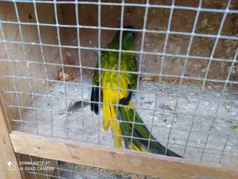 neofema modrohlavá, tyrkysová - 3