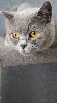 NABÍZÍM BRITSKÉ MODRÉ KOCOURKY NA PROSINEC - 3