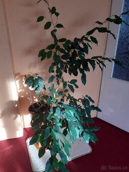 pokojové rostliny - 3