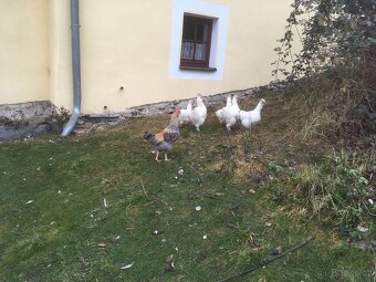 Bílá hedvábnička slepice - 3