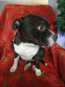 Stafordšírský bulteriér - 3