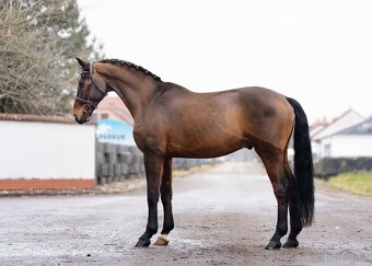 Hannoverský valach - 3