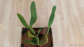 Kaktus opuncie - 3