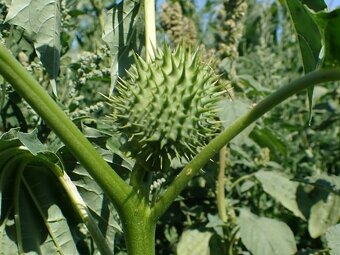 Durman obecný-Datura stramonium 400 semen 50 Kč - 3