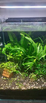 Prodam rostlinky: Anubias a Mikrosorium,Bucephalandra - 3