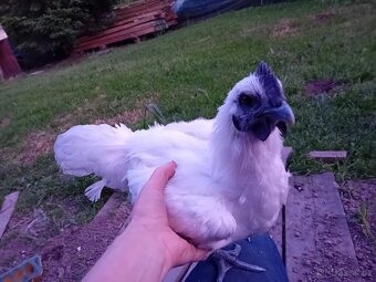 Ga H´mong a Ayam Cemani černá slepice - 3