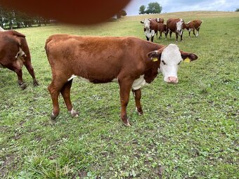 Jalovice Hereford s POP - 3