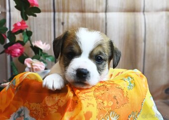 Jack Russell terier s PP - 3