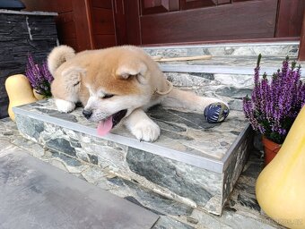 Akita Inu štěňátko - 3