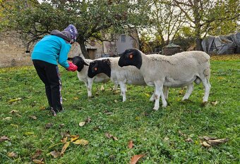 Plemenný beran dorper - 3