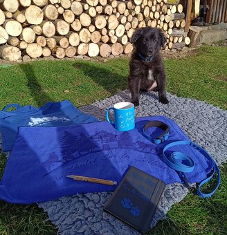 Pyrenejský ovčák FACE RASE s PP - 3