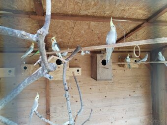 Korely, andulky, zebřičky - 3