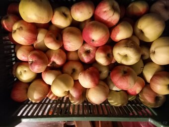 Prodej zimních jablek - 3
