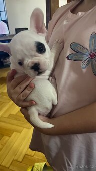 Štěňata francouzský buldoček - 3