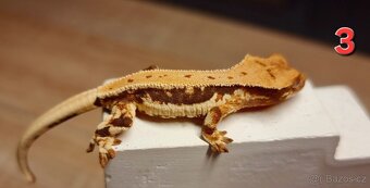 Pagekon řasnatý - 3