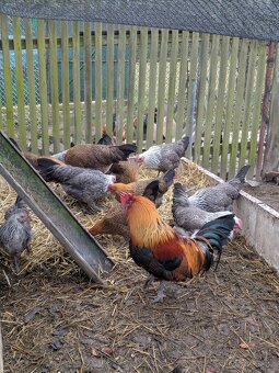 Kuřice České Zlaté/stříbrné Kropenaté - 3