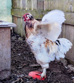 Kohout 🐓 - daruji - 3