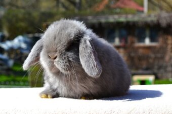 Sameček minilop Miky - 3