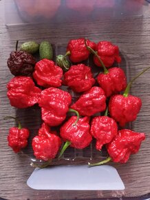 Domácí chilli omáčky - 3