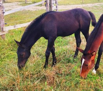Lusitano x Welsh B - 3