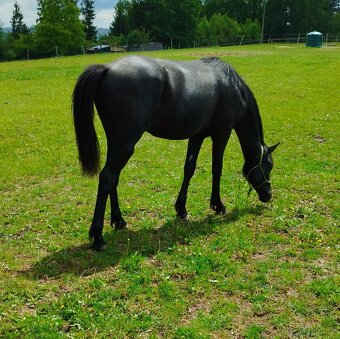 Lusitano x Welsh pony B - 3