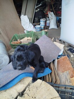 Kříženec labradora - 3