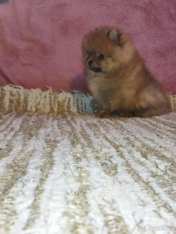 Pomeranian - 3