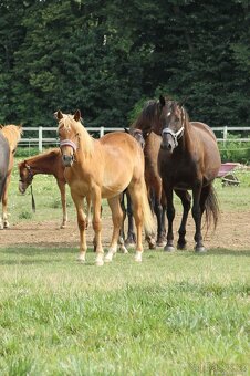 Hříbě sportovní pony - 3