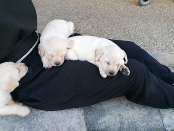 Labrador - 3
