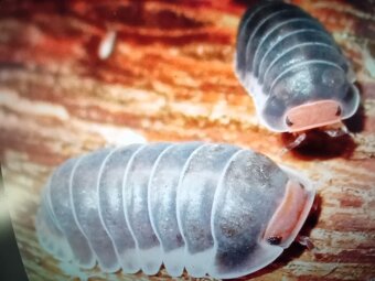 Prodám vzácnější Isopody - 3