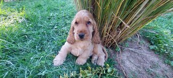 Anglický kokršpaněl - 3