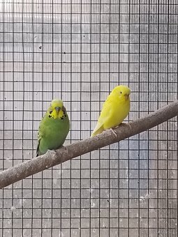 Andulka vlnkovaná - 3