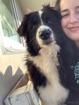 Australský ovčák dospělá samice - 3