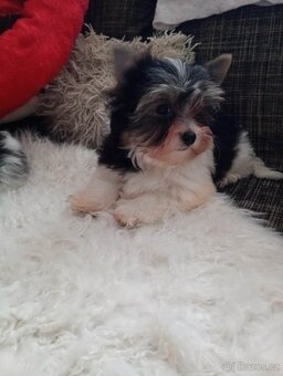 Jorkšír biewer bez pp malého vzrůstu - 3