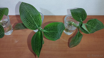 Ludisia Discolor Alba ( jewel orchid ) - 3