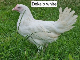 Nabízíme 8mi týdenní kuřice na snášku vajíček - 3