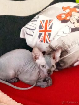 Kanadský Sphynx koťata bez PP již k odběru - 3