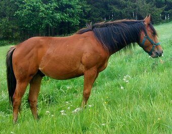 AQH valach - 3