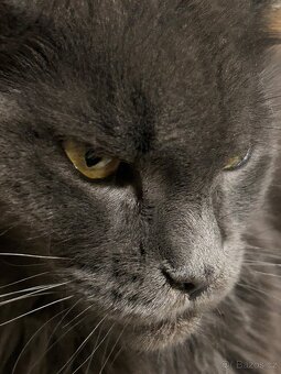 Mainská mývalí - 3