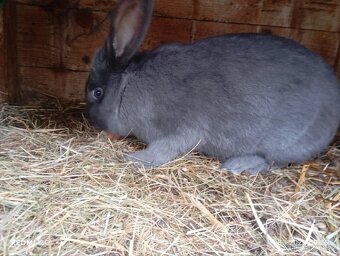 Burgundský modrý. Samice - 3