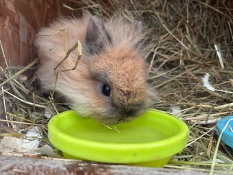 Zakrslý králíček - 3