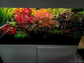 Akvarijní rostlinky z prostřihu - 3