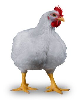 Nabídka drůbeže 2025 - 3