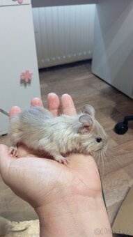 Samečci 2,5 měsíce Osmák Degu - 3