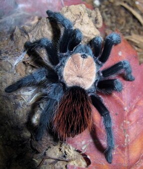 Sklípkani Brachypelma, Tliltocatl - 3