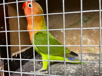 Agapornis fischeri - 3